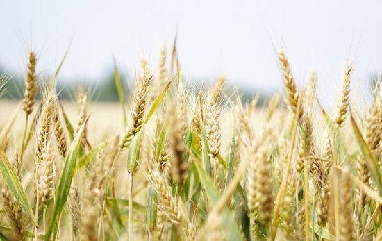 Un campo de trigo / PEXELS