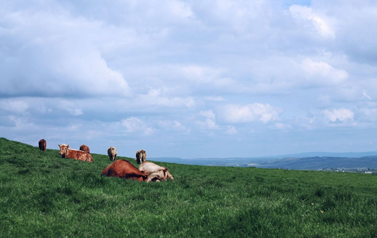 Varias vacas en una pradera irlandesa / UNSPLASH