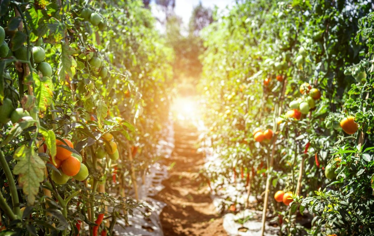 Una plantación de tomates para la producción de gazpacho / PIXABAY