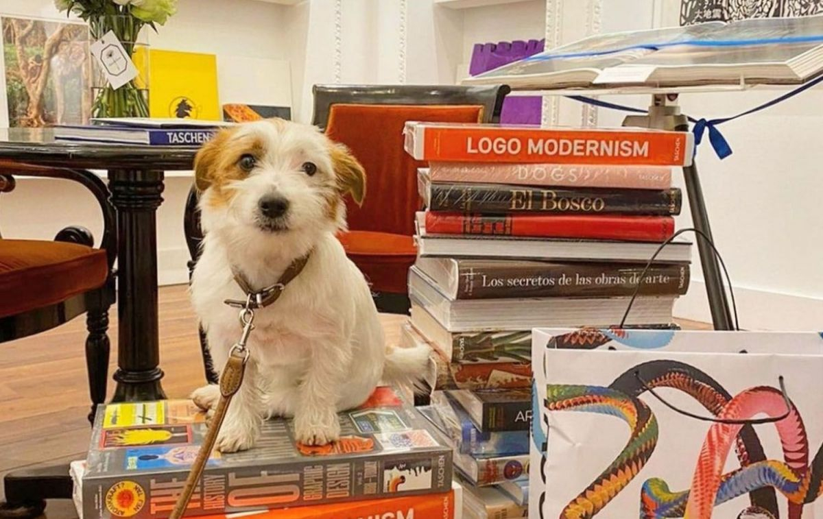 Un visitante canino en una de las librerías para perros de España, Taschen Store Madrid / CEDIDA Un visitante canino en una de las librerías para perros de España, Taschen Store Madrid / CEDIDA
