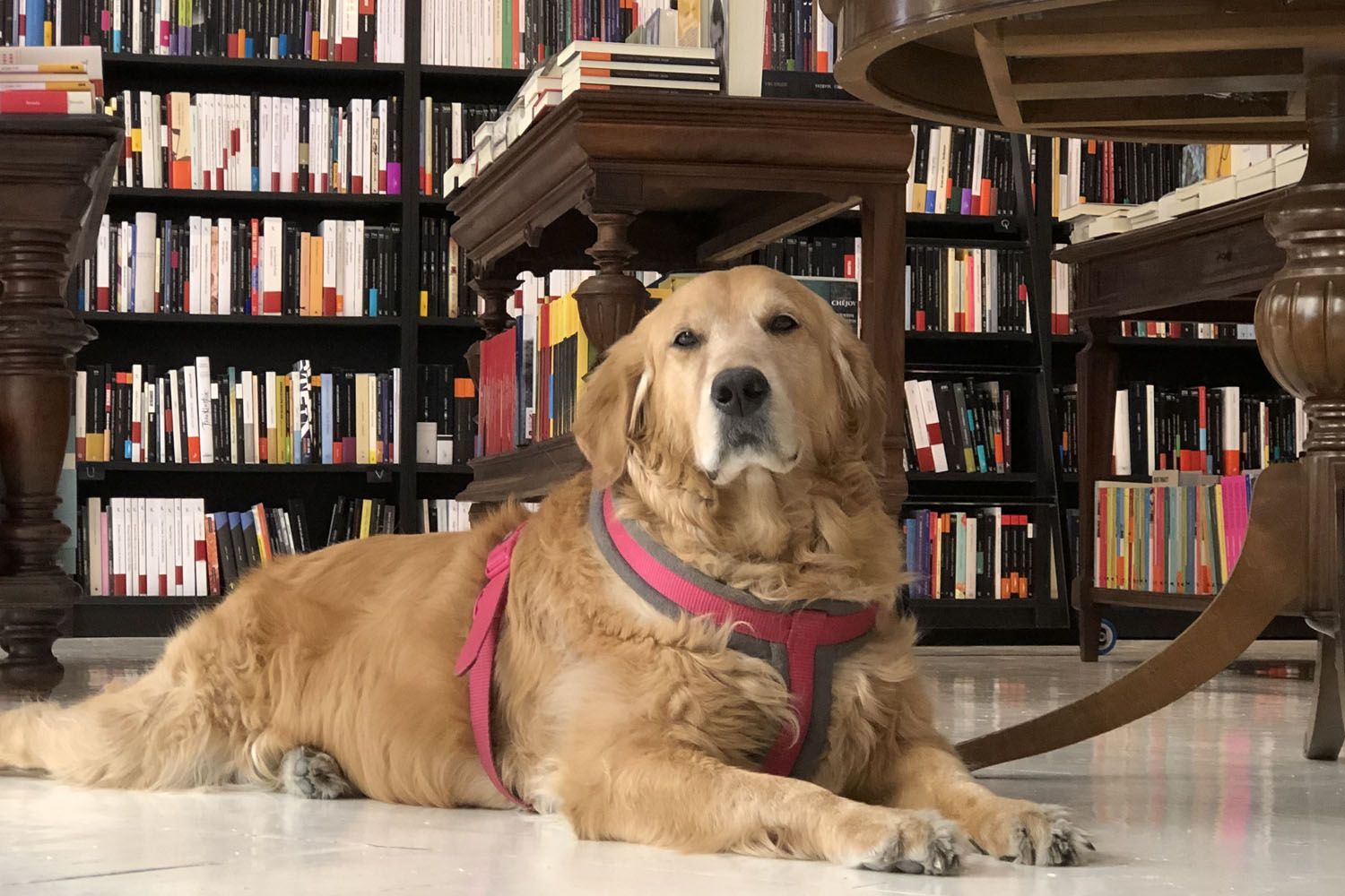Aurora posa muy seria en La Mistral, una de las librerías que aceptan perros / CEDIDA Aurora posa muy seria en La Mistral, una de las librerías que aceptan perros / CEDIDA