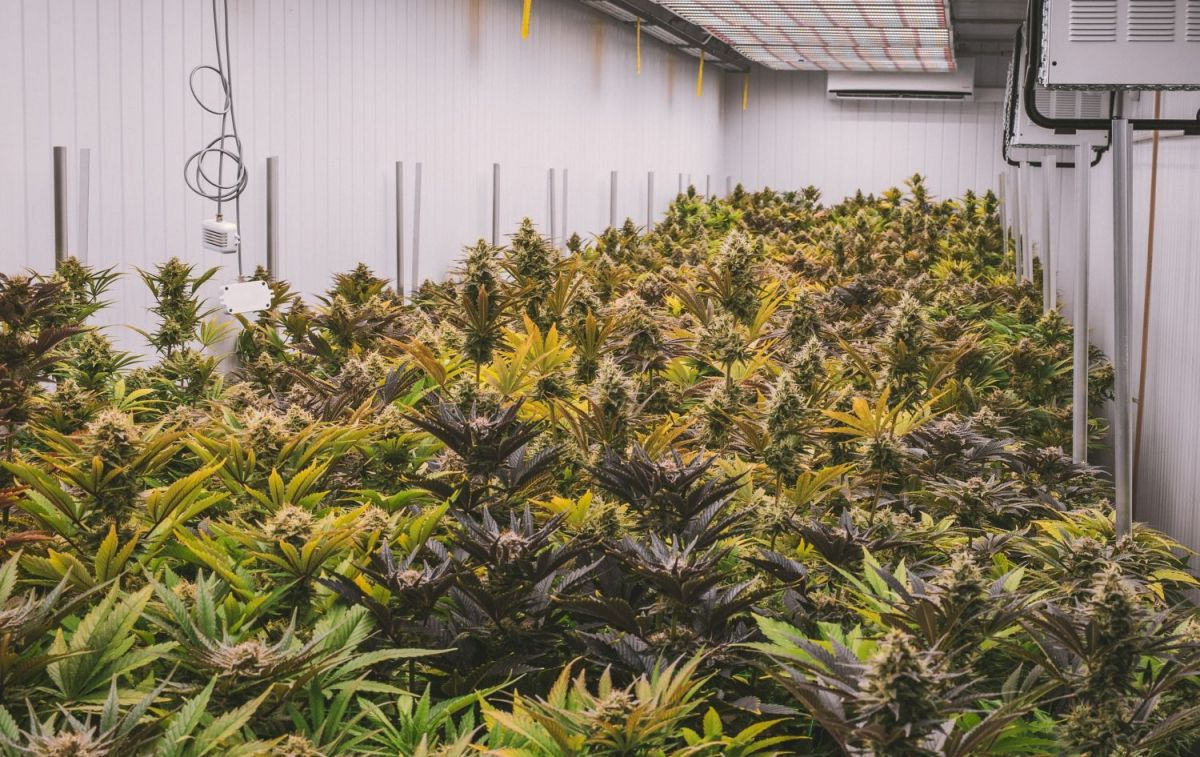 Un cultivo ilegal de cannabis / PIXABAY