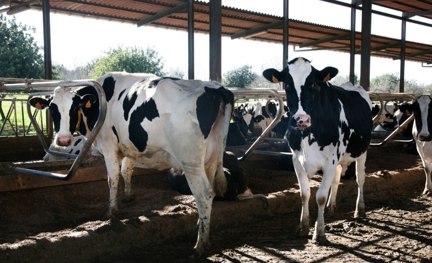 Varias vacas que producen leche en una granja española / EP