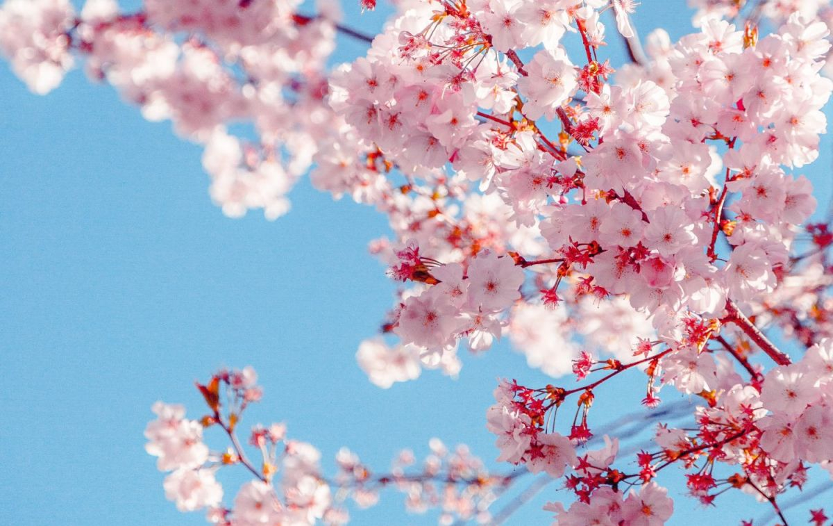 Un árbol en flor en primavera / PEXELS