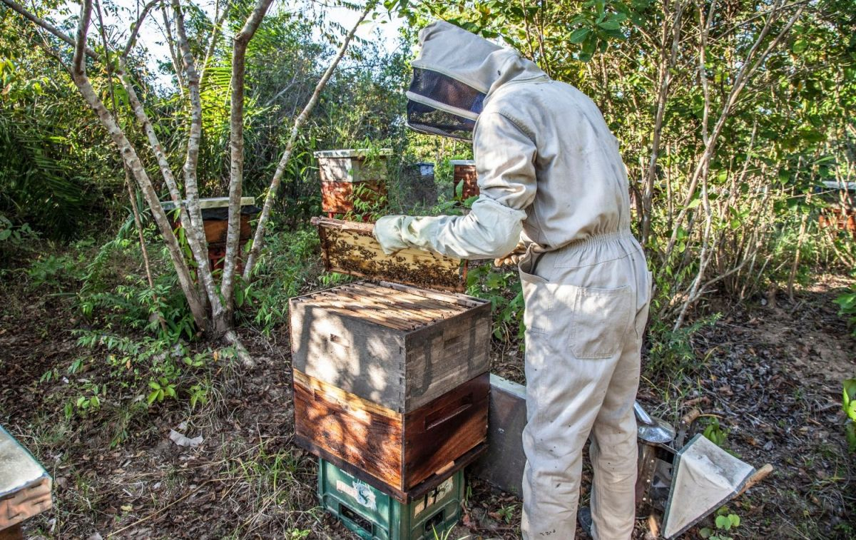 Un apicultores sacando uno de los panales de miel de la colmena  / PEXELS