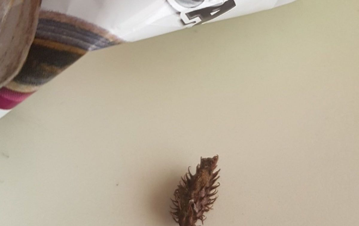 Un Xanthium recién salido de una bolsa de Grefusa, según un internauta / TWITTER