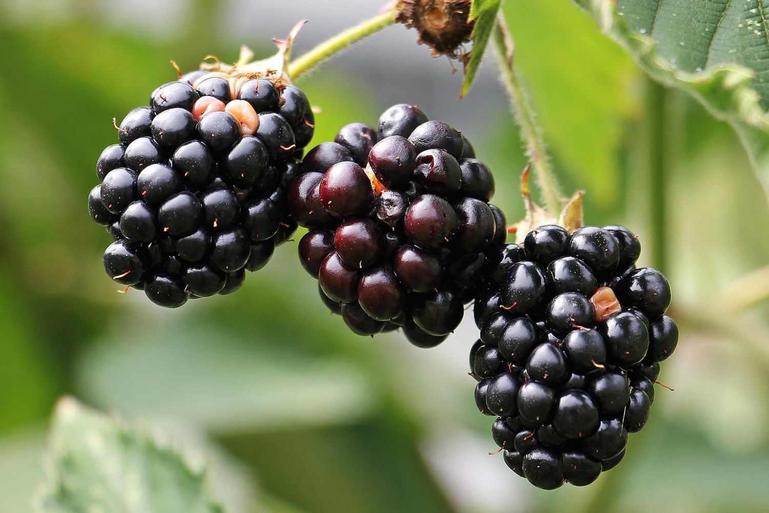 Tres moras / PIXABAY Tres moras / PIXABAY