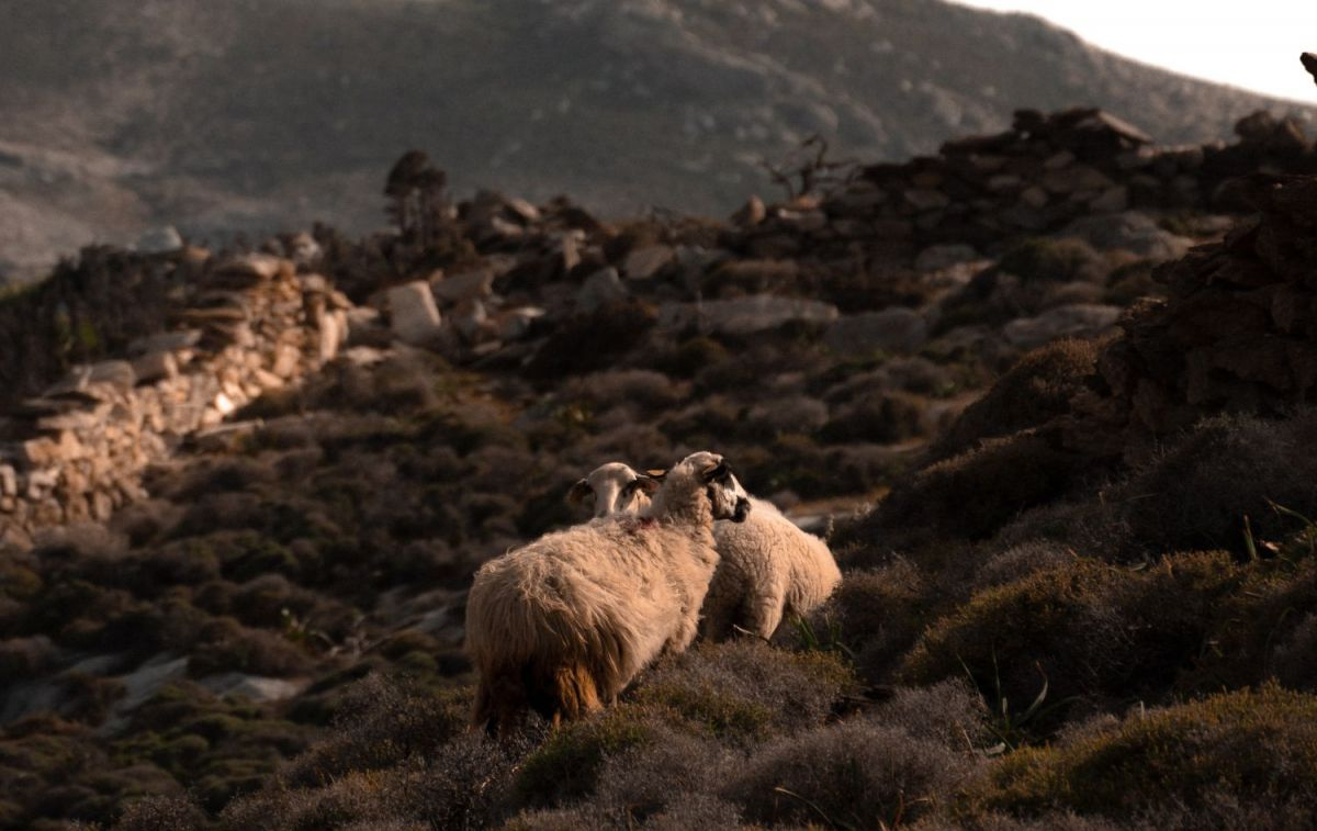 Unas ovejas en Grecia / UNSPLASH
