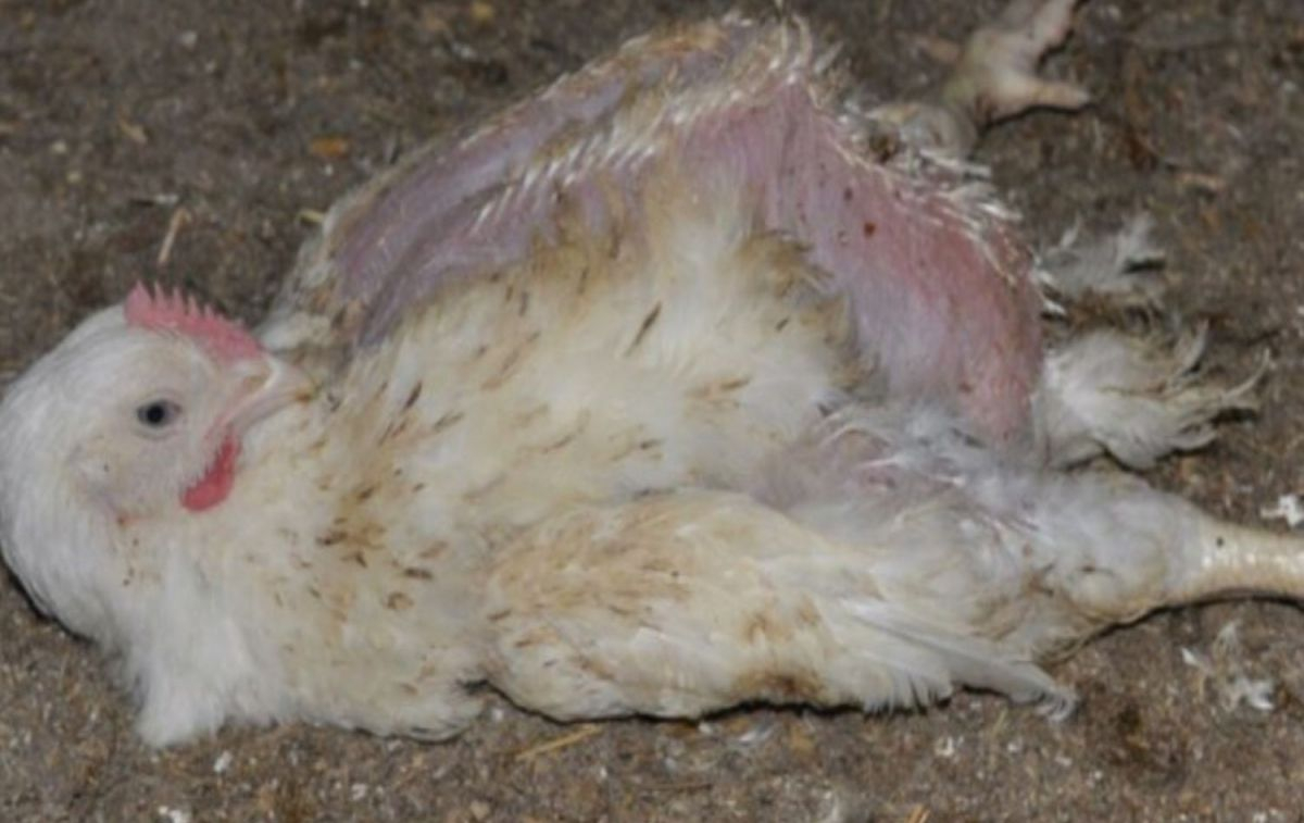 Un pollo de engorde / IGUALDAD ANIMAL