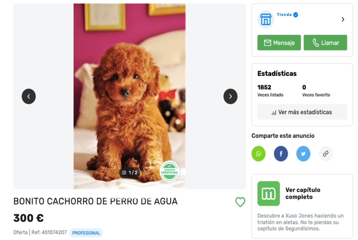 Anuncio en internet de una tienda de animales para vender un perro de agua / Milanuncios