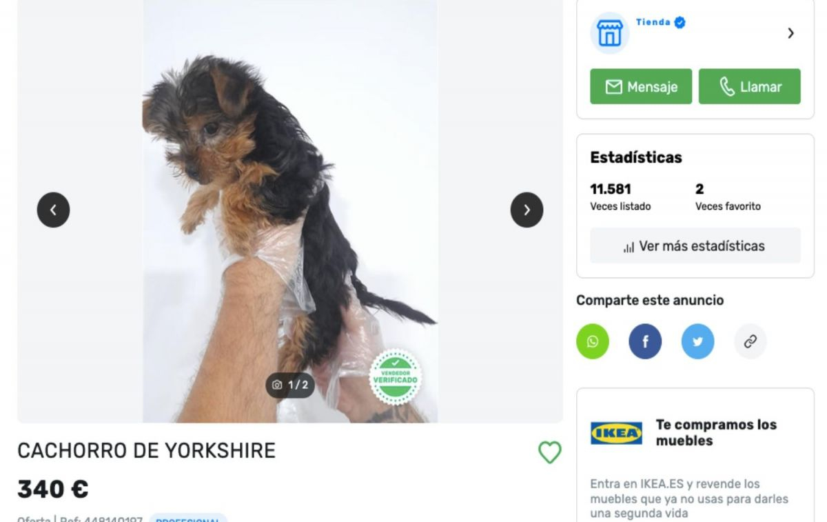 Anuncio de un perro Yorkshire de una tienda de animales / Milanuncios