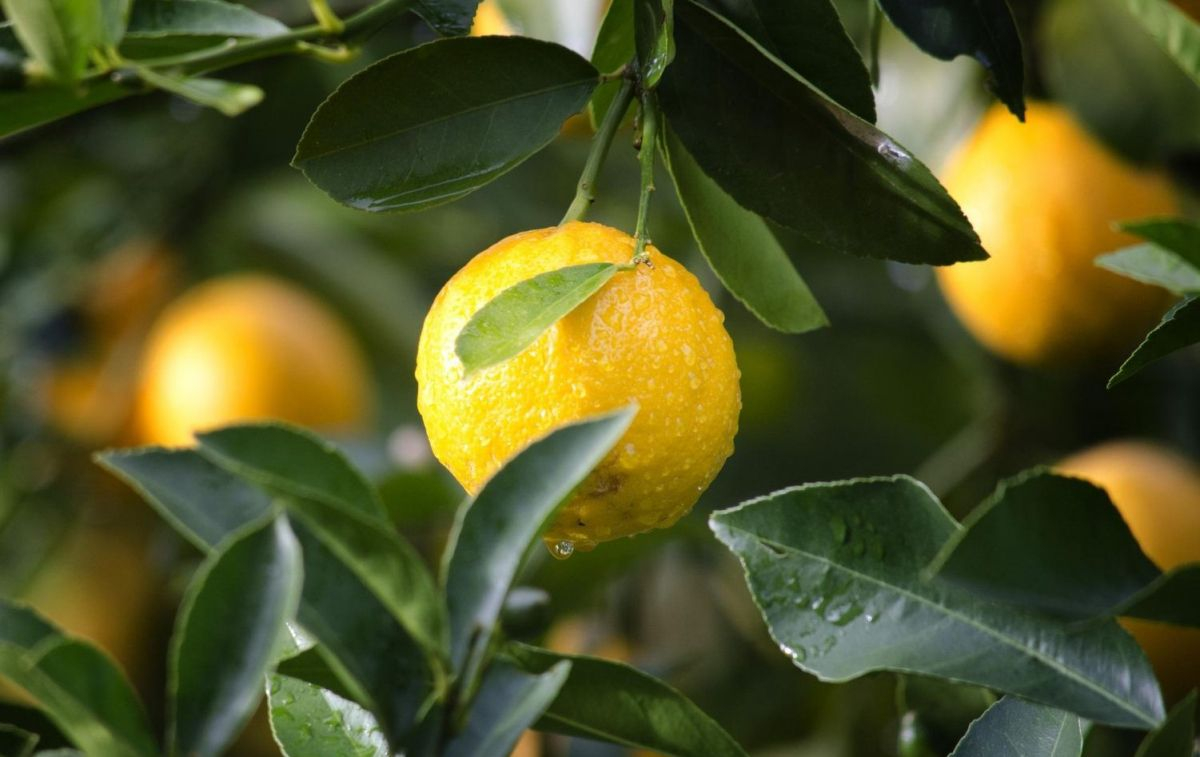 Limón cultivado en España / EP