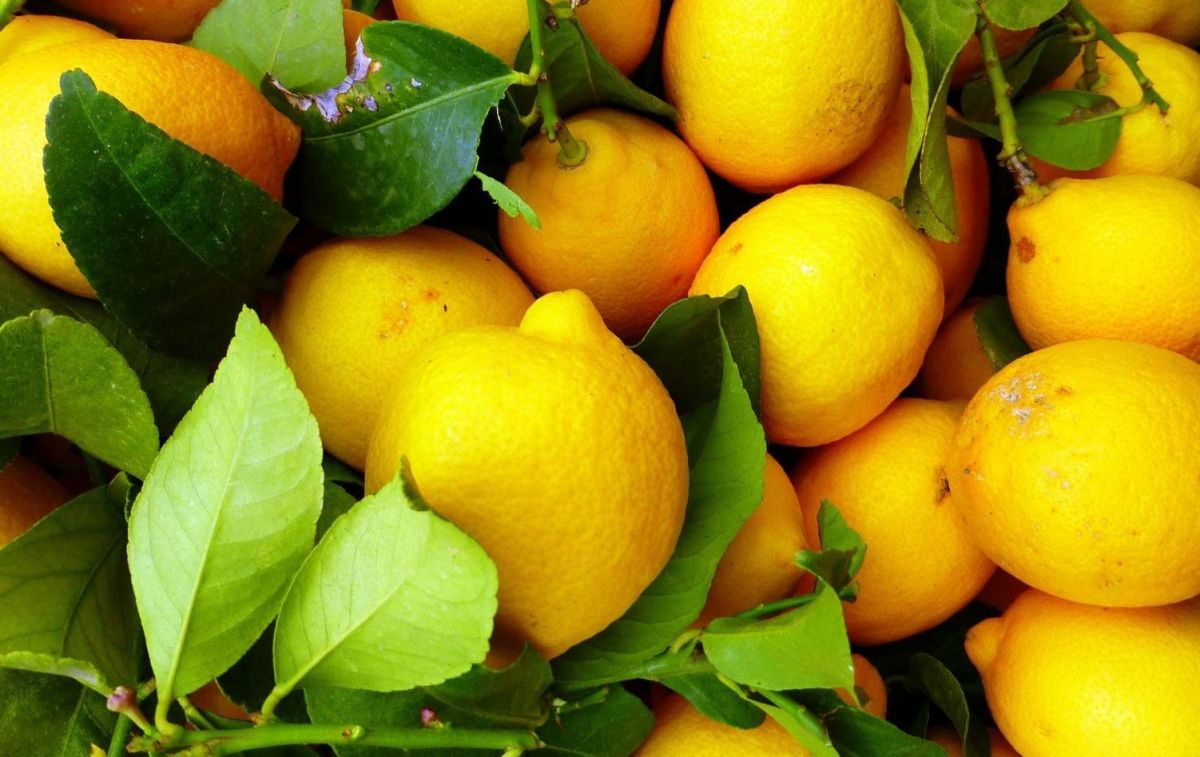 Limón cultivado en España / EP Limón cultivado en España / EP