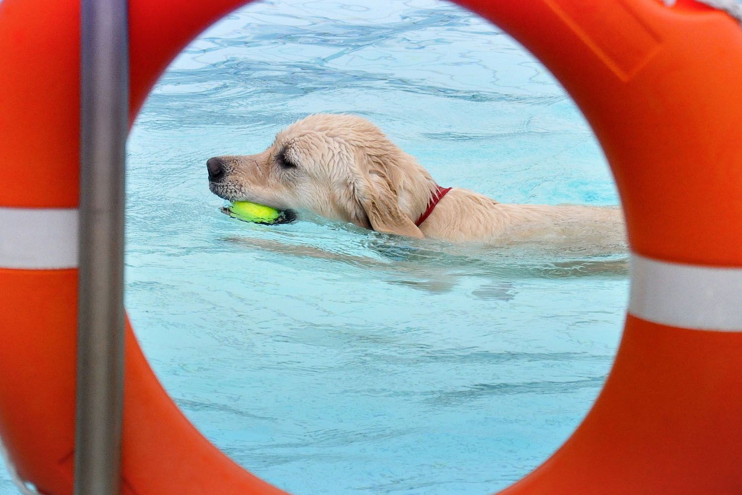 Los parques acuáticos para perros también cuelgan el cartel de completo