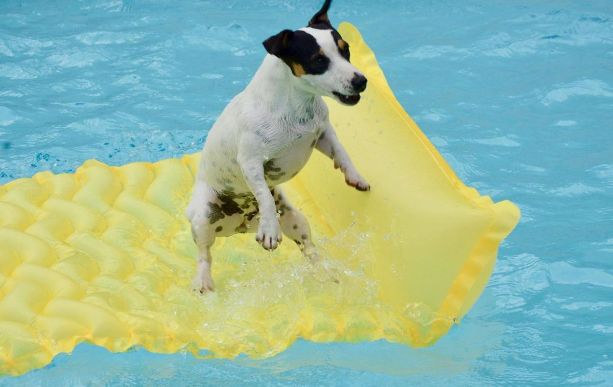 Los parques acuáticos para perros también cuelgan el cartel de completo