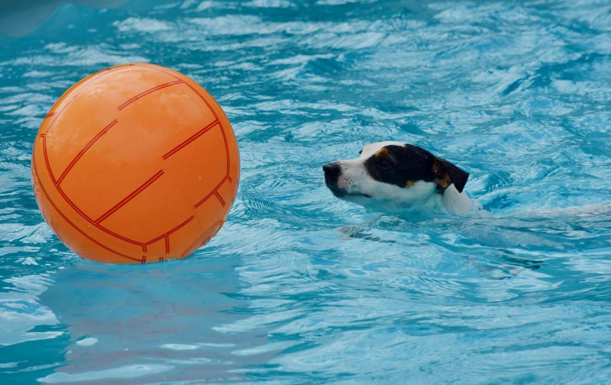Un Jack Russell juega con una pelota en la piscina / PIXABAY