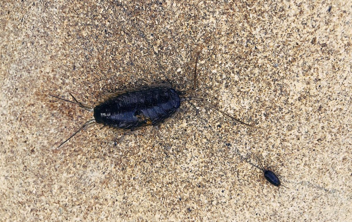 Dos cucarachas en el suelo / PEXELS