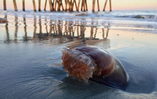 Una playa con medusas / PIXABAY Una playa con medusas / PIXABAY