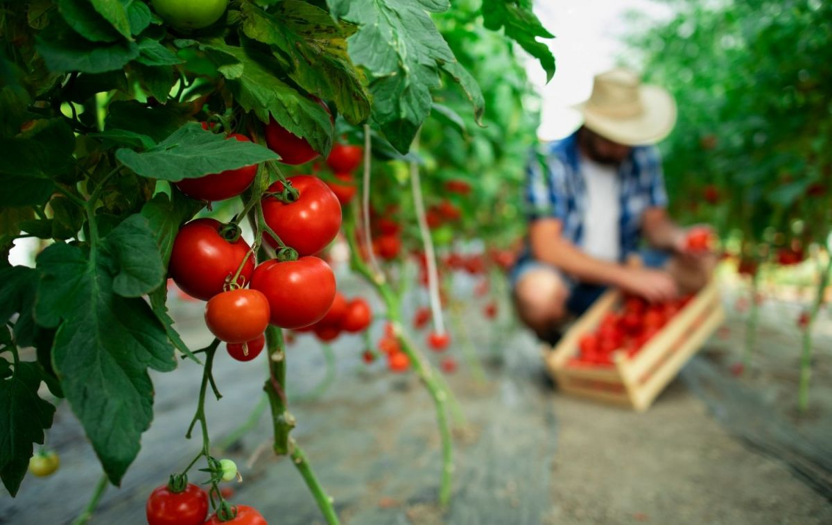 Cosecha de tomates que verán afectados sus precios por la sequía / FREEPICK