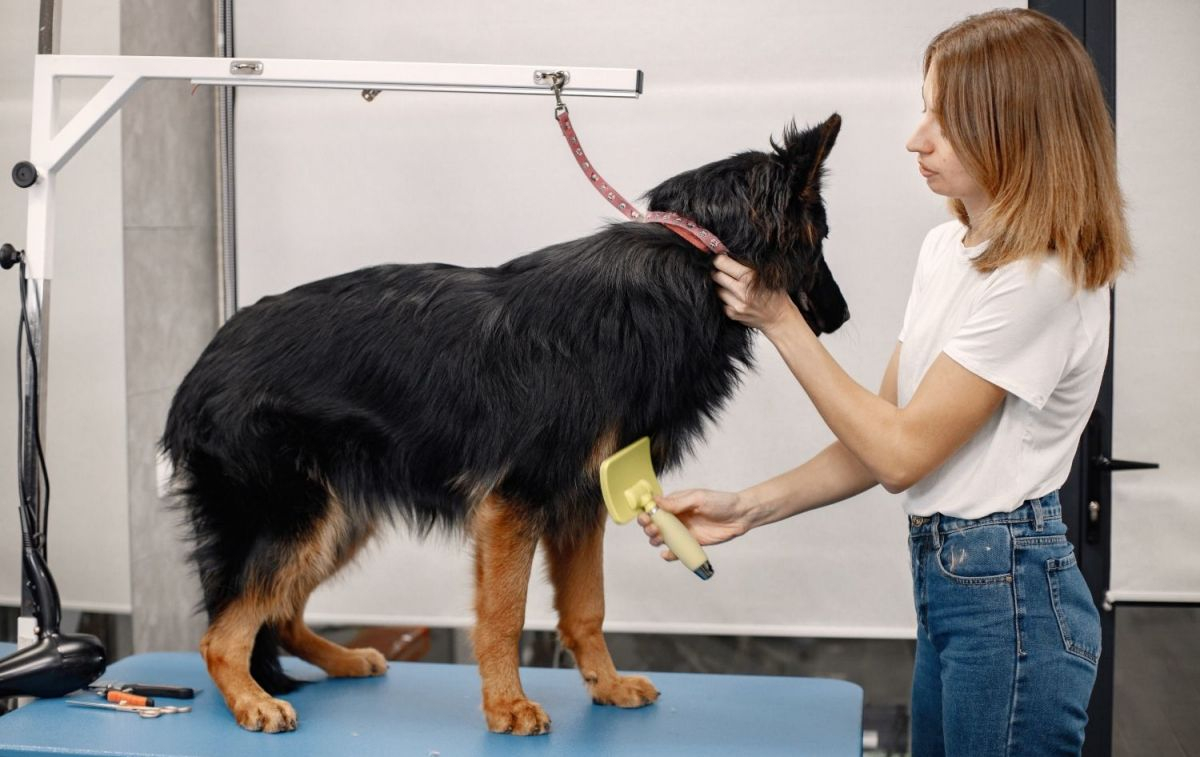 A dog in a dog grooming salon / FREEPIK