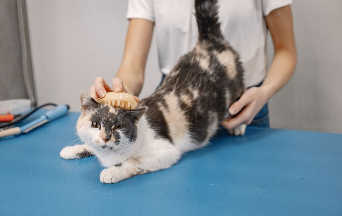 A cat in a feline hair salon / FREEPIK