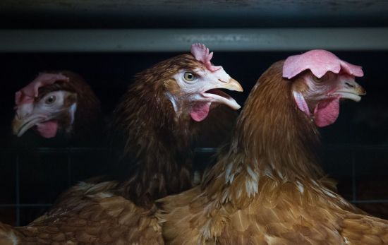Tres gallinas enjauladas / JO ANNE MCARTHUR - IGUALDAD ANIMAL Tres gallinas enjauladas / JO ANNE MCARTHUR - IGUALDAD ANIMAL