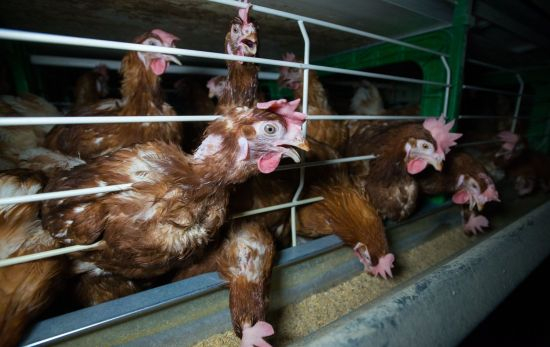 Gallinas enjauladas y hacinadas en una macrogranja / JO ANNE MCARTHUR - IGUALDAD ANIMAL Gallinas enjauladas y hacinadas en una macrogranja / JO ANNE MCARTHUR - IGUALDAD ANIMAL
