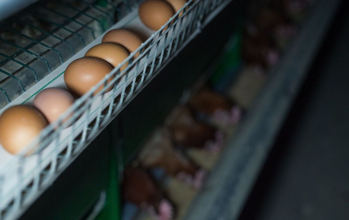 Huevos recién puestos de gallinas enjauladas / Jo Anne McArthur Igualdad Animal