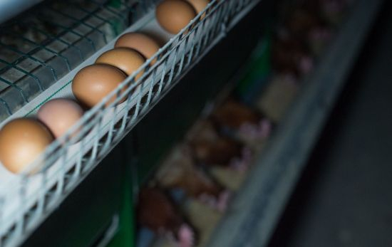 Huevos recién puestos de gallinas enjauladas / Jo Anne McArthur Igualdad Animal Huevos recién puestos de gallinas enjauladas / Jo Anne McArthur Igualdad Animal