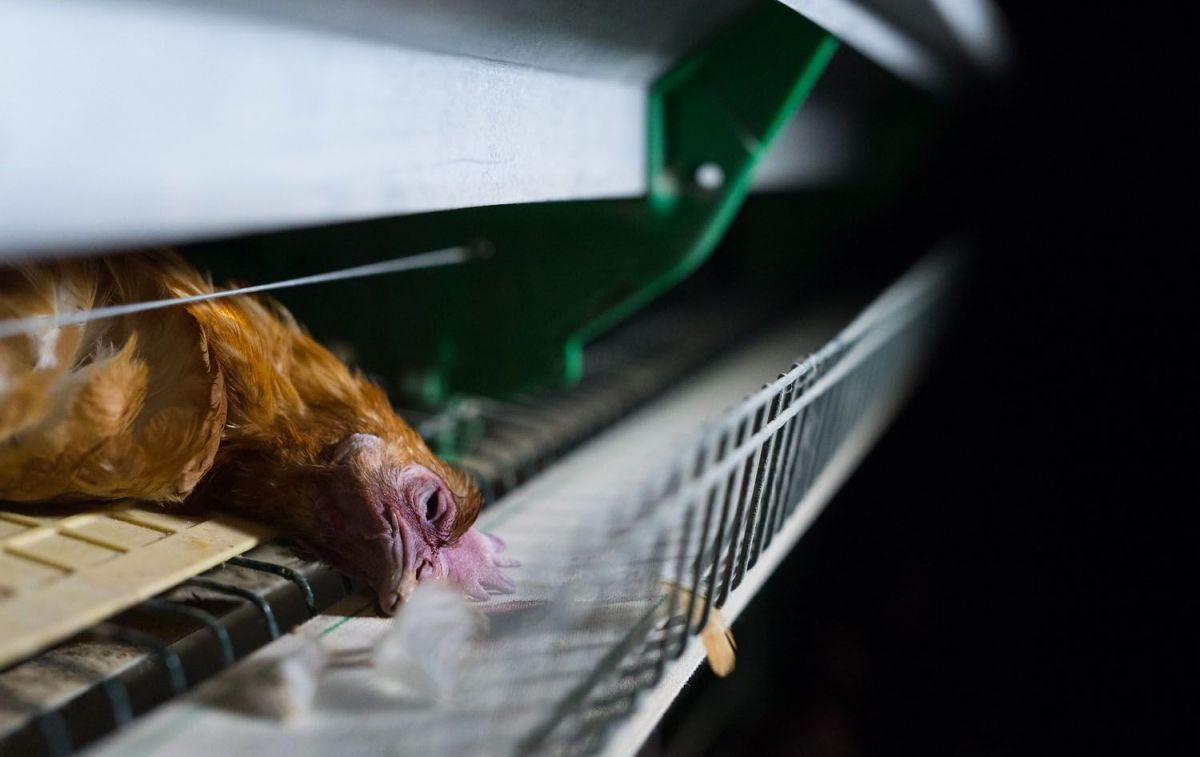Una gallina muerta en su jaula / Jo Anne McArthur Igualdad Animal