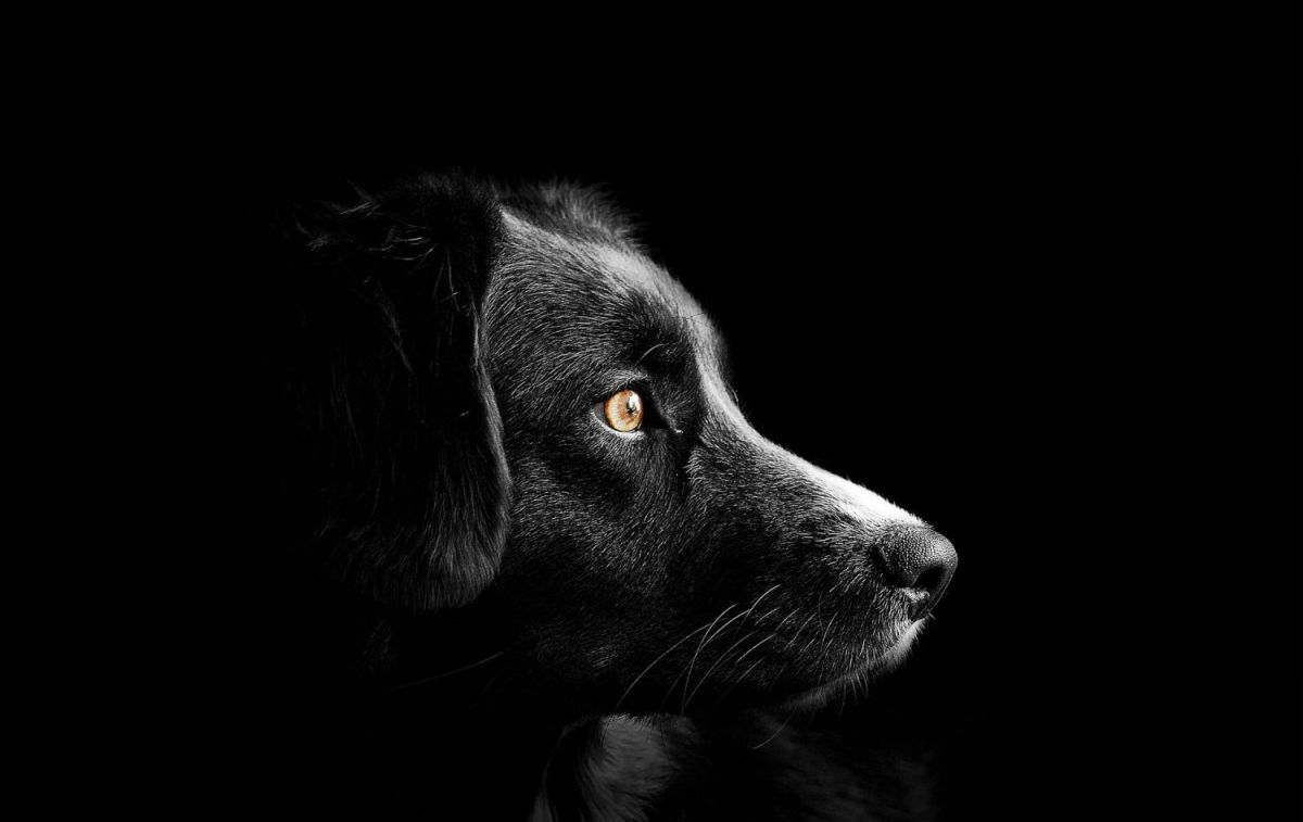 Un fotografía de perfil de un perro / PIXABAY
