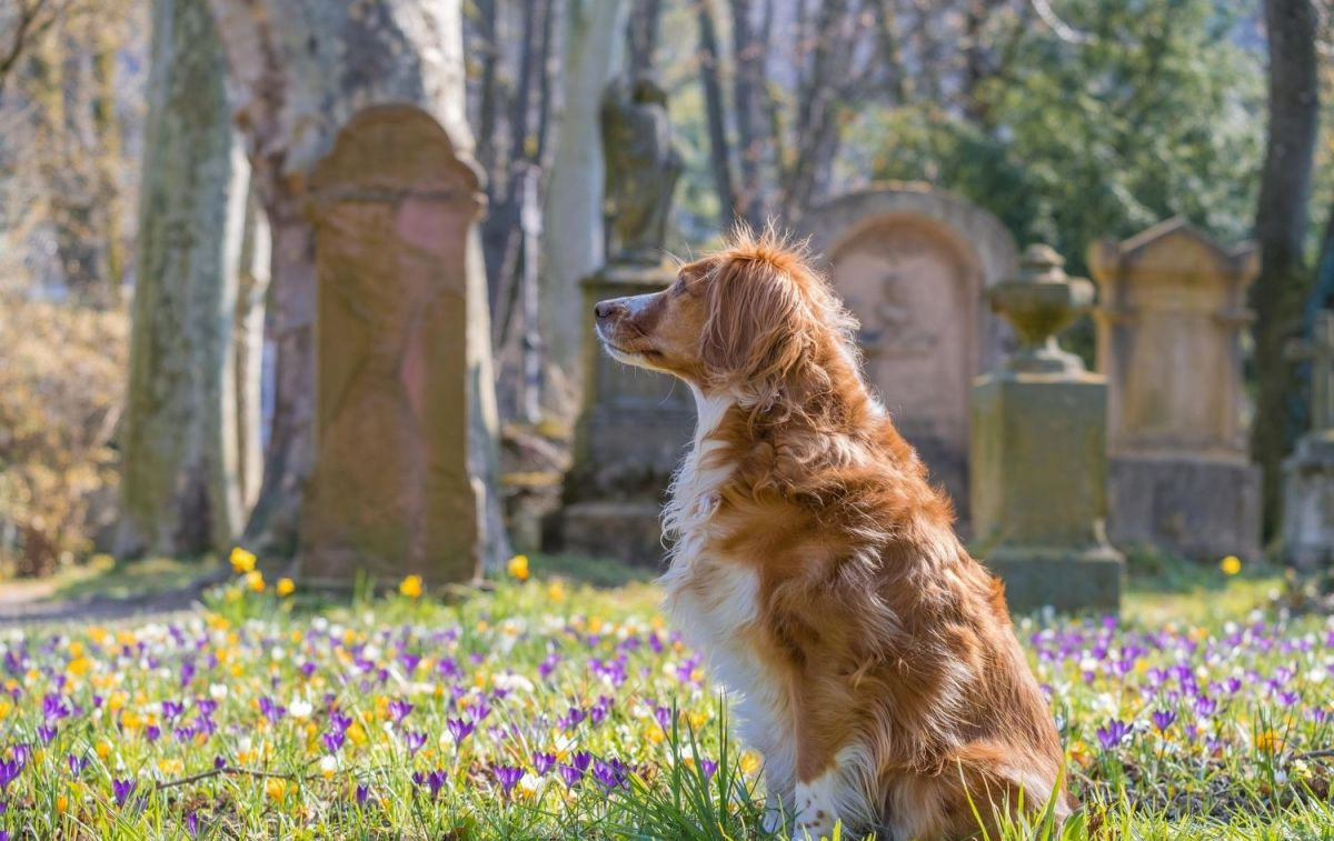 Un perro en un cementerio / PIXABAY