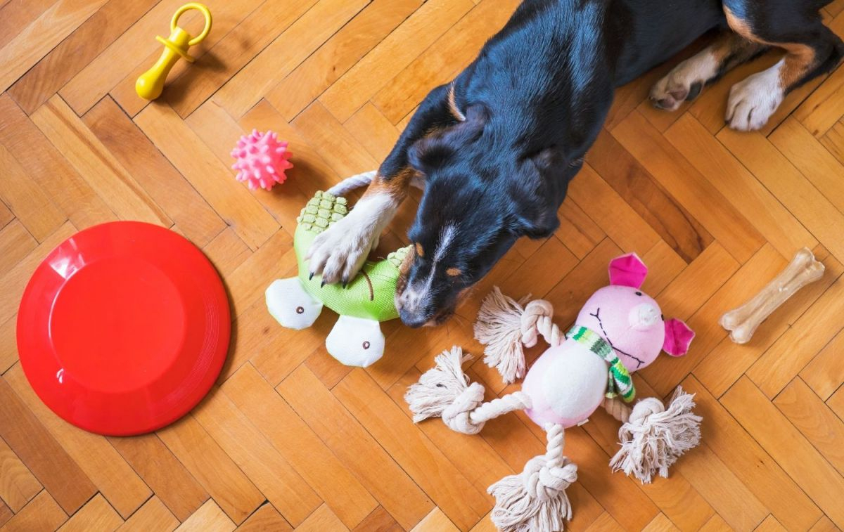 Un perro juega con juguetes de Vivadogs / PEXELS