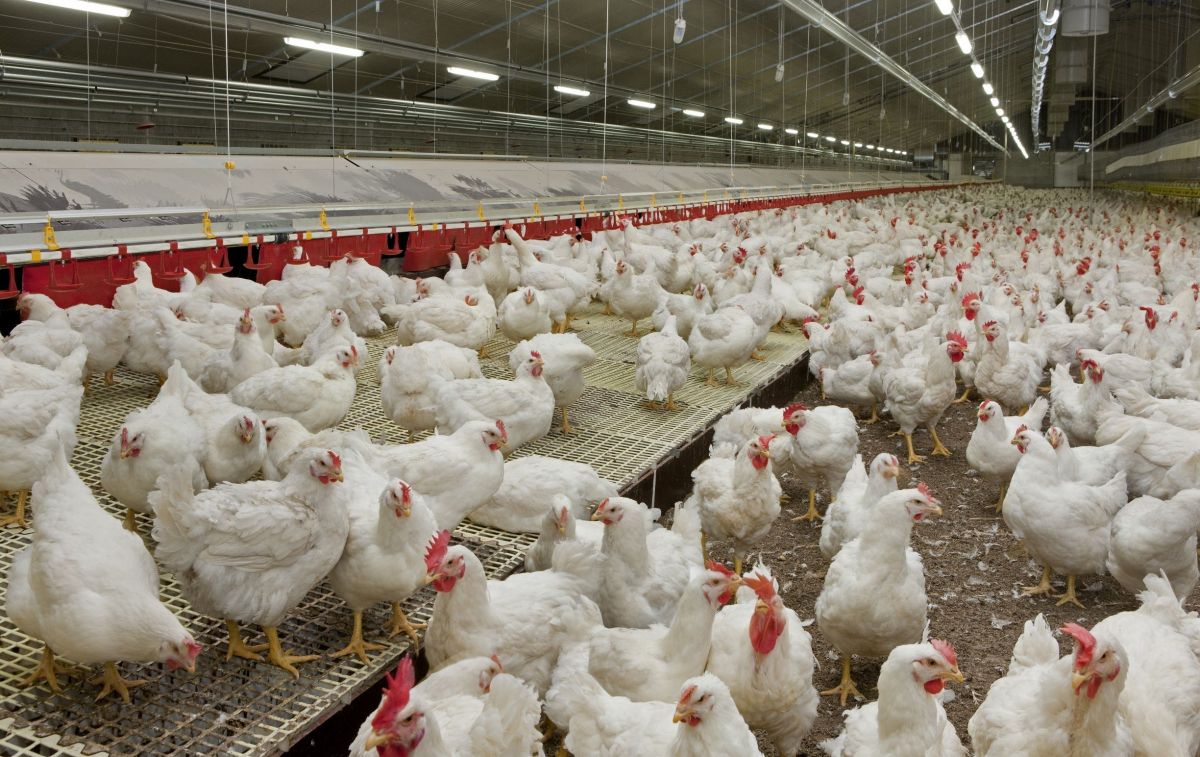 El interior de una granja avícola dedicada a la venta de pollos / EP