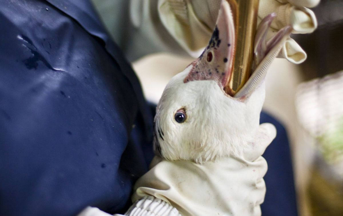 Un pato sometido a la alimentación forzada / IGUALDAD ANIMAL