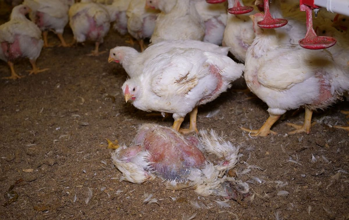 Un pollo muerto junto a otros vivos en la macrogranja de un proveedor de Lidl en Austria / EQUALIA