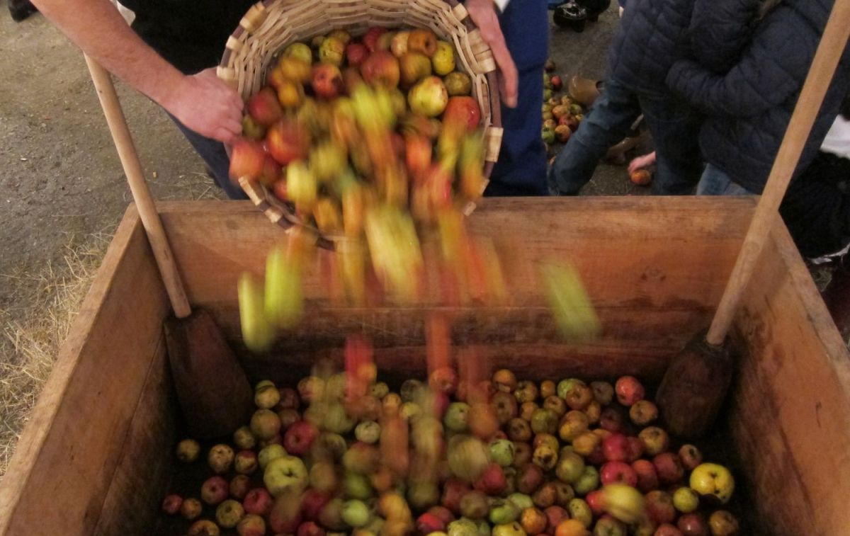 Manzanas para hacer sidra / EUROPA PRESS