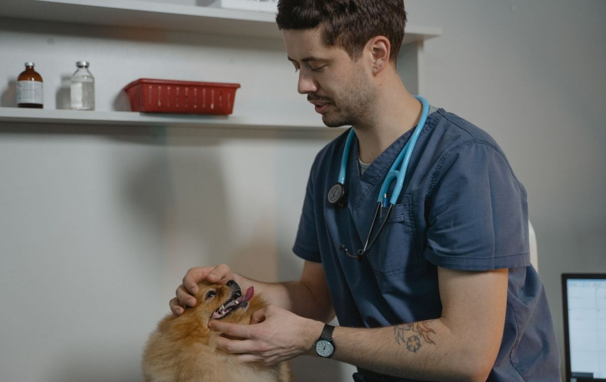 Un veterinario atendiendo un perro / PEXELS