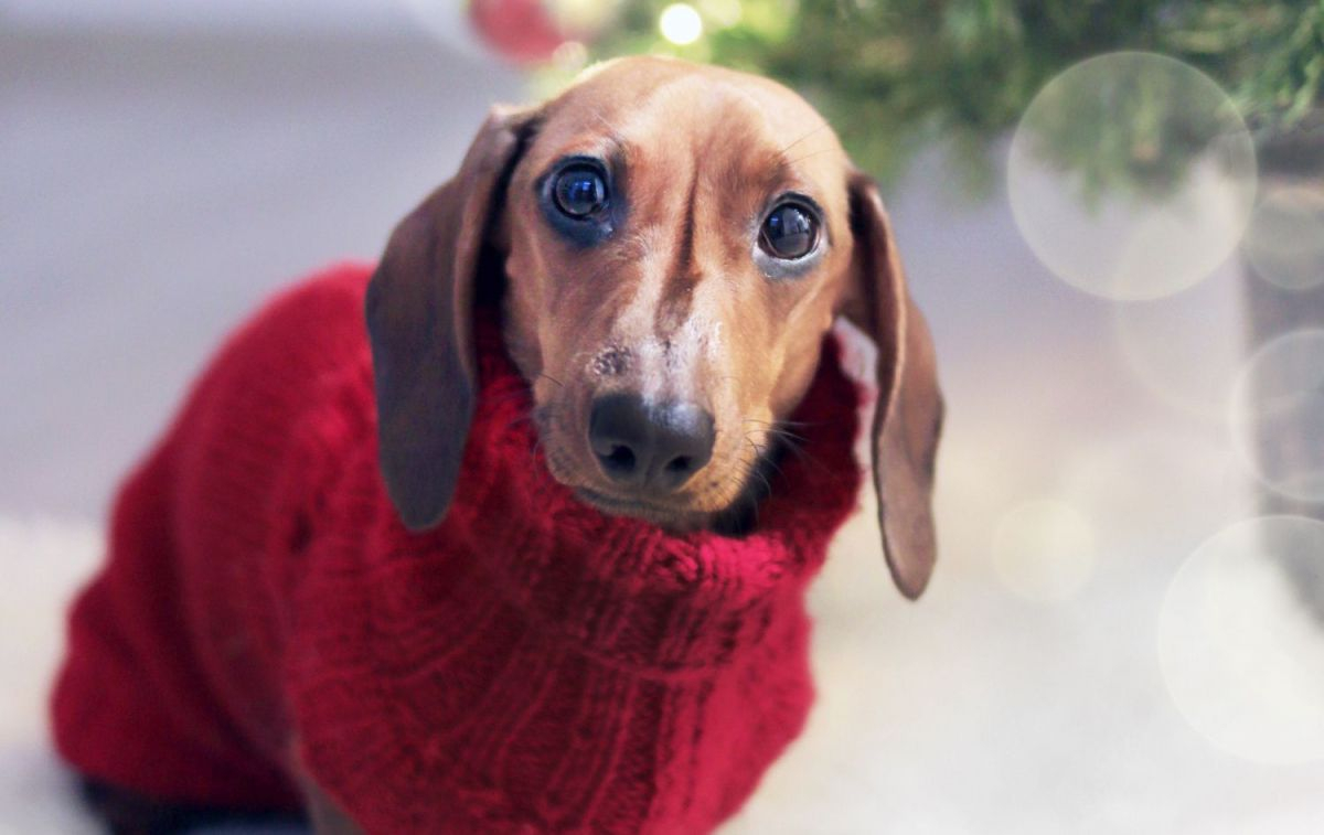 Una mascota con un jersey navideño / PEXELS