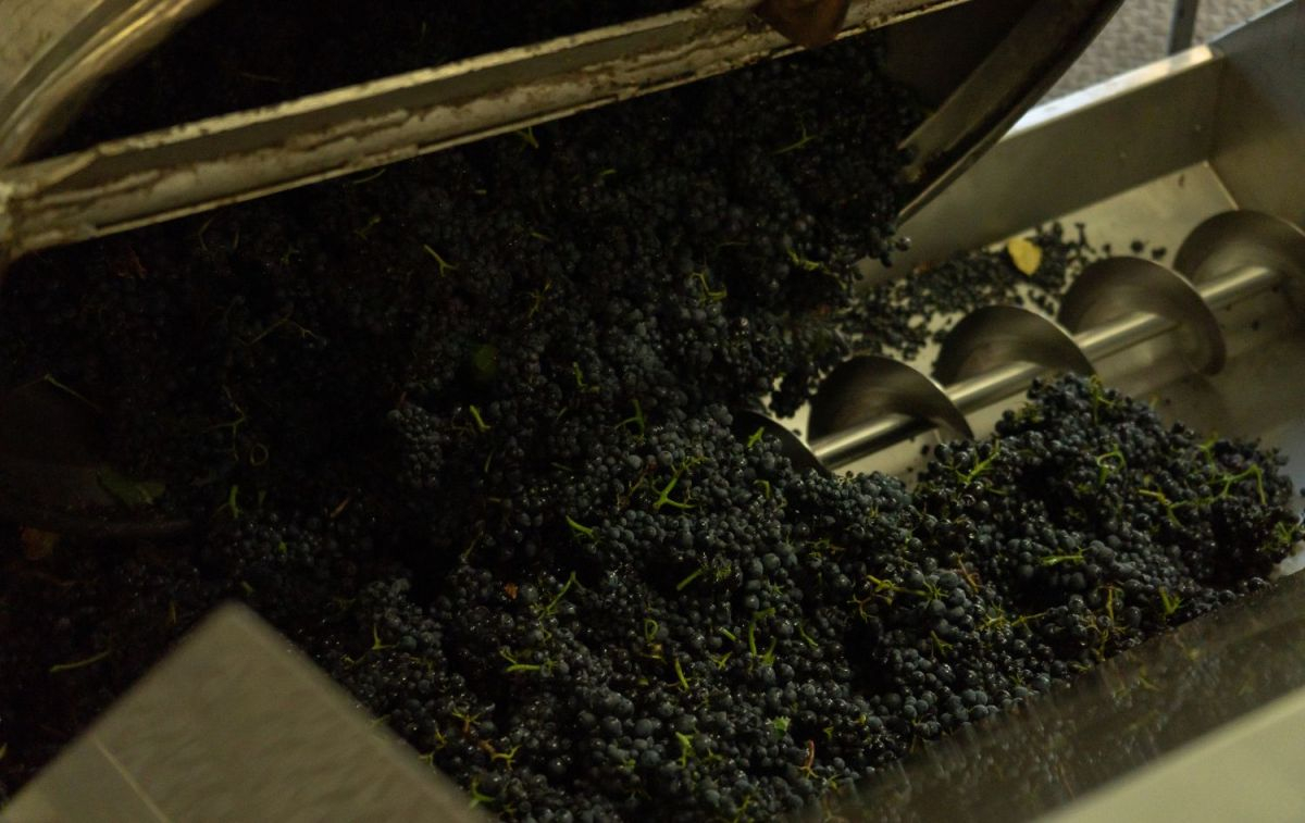 Uvas para la producción de vino / UNSPLASH