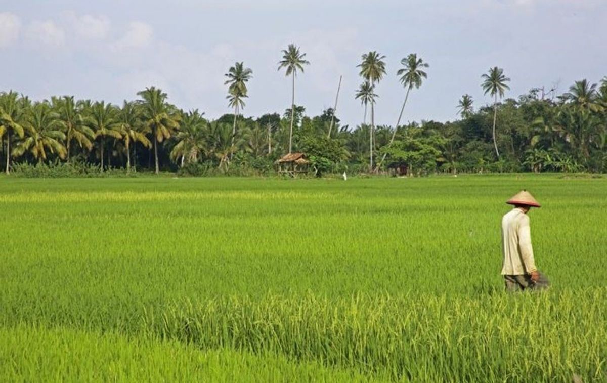 Producción de arroz en Myanmar / EP