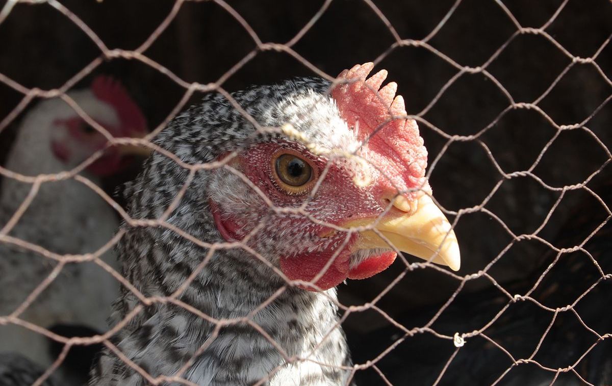 Gallinas ponedoras de huevos en una jaula / PIXABAY