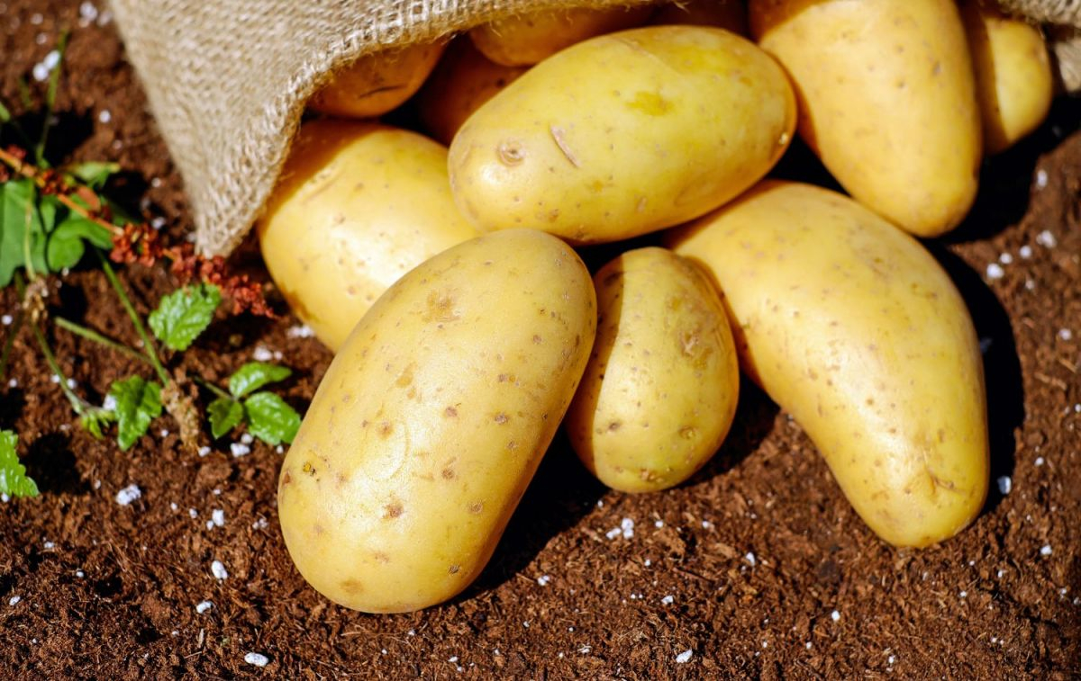 Patatas cultivadas por agricultores / PEXELS