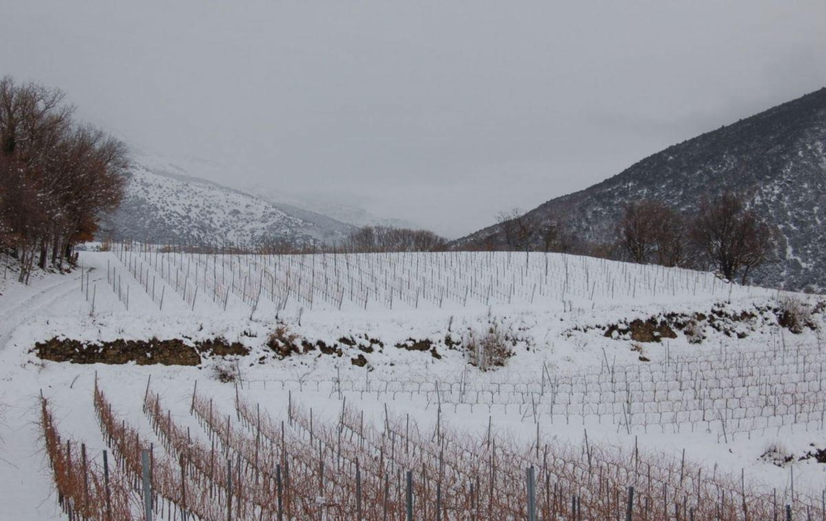 Los viñedos nevados de Batlliu de Sort, una bodega que elabora vinos de alta montaña / BATLLIUDESORT