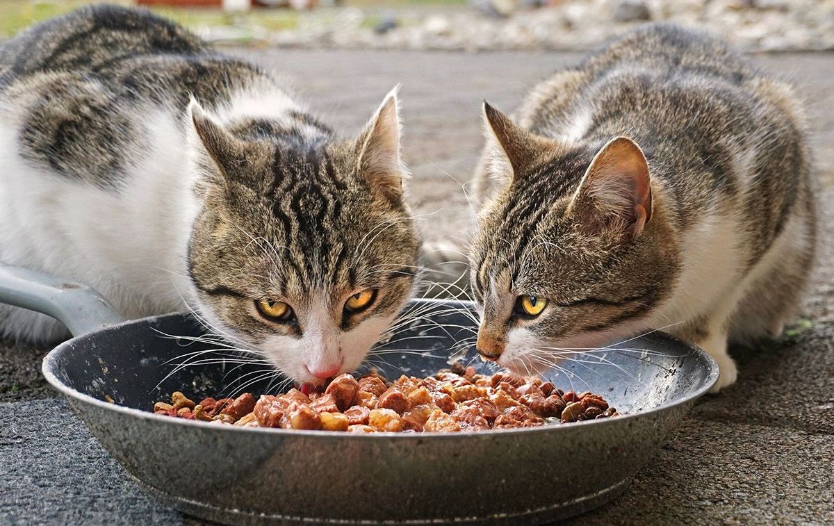 Dos gatos comen pienso comercial para felinos / PIXABAY
