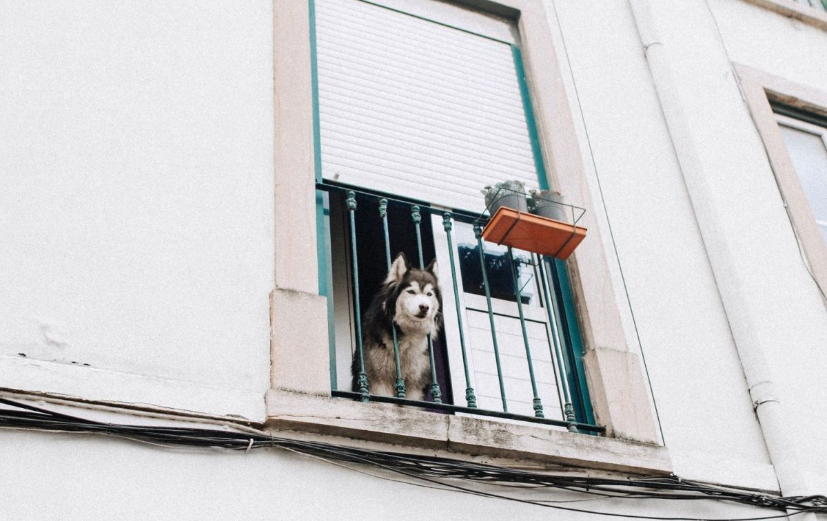 Un perro en un balcón / PEXELS