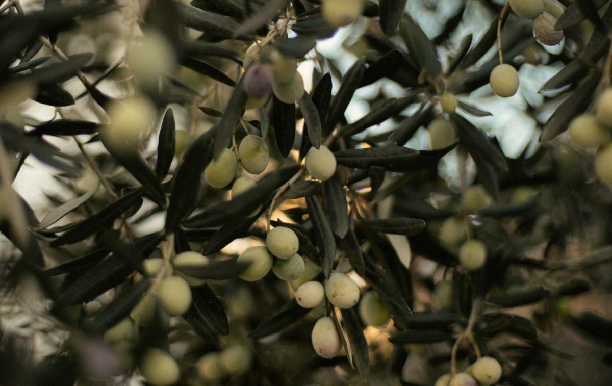 Aceitunas en un olivo / PEXELS
