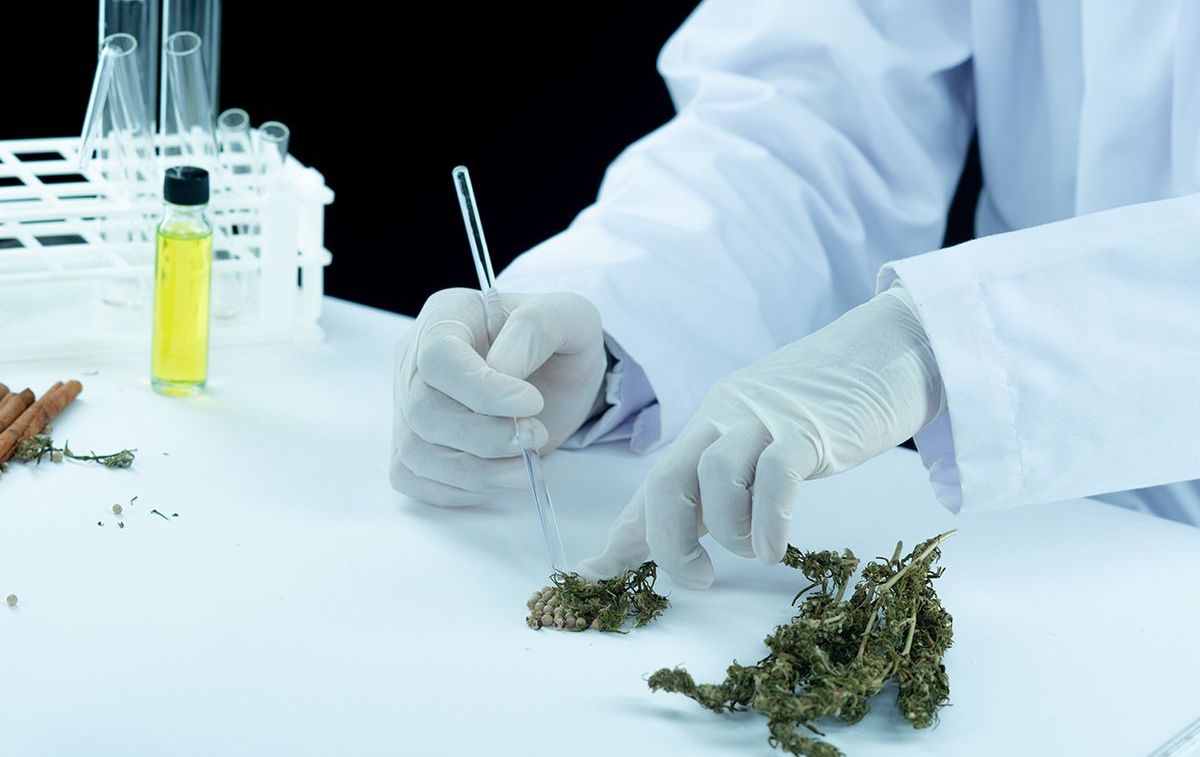 Un profesional sanitario manipula cannabis en un laboratorio / FREEPIK Un profesional sanitario manipula cannabis en un laboratorio / FREEPIK