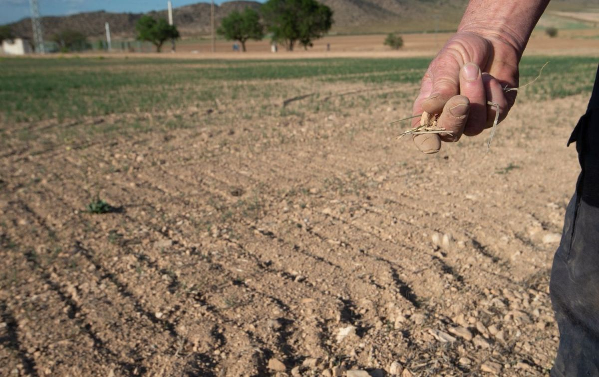 Un agricultor muestra la tierra seca en Murcia / EP