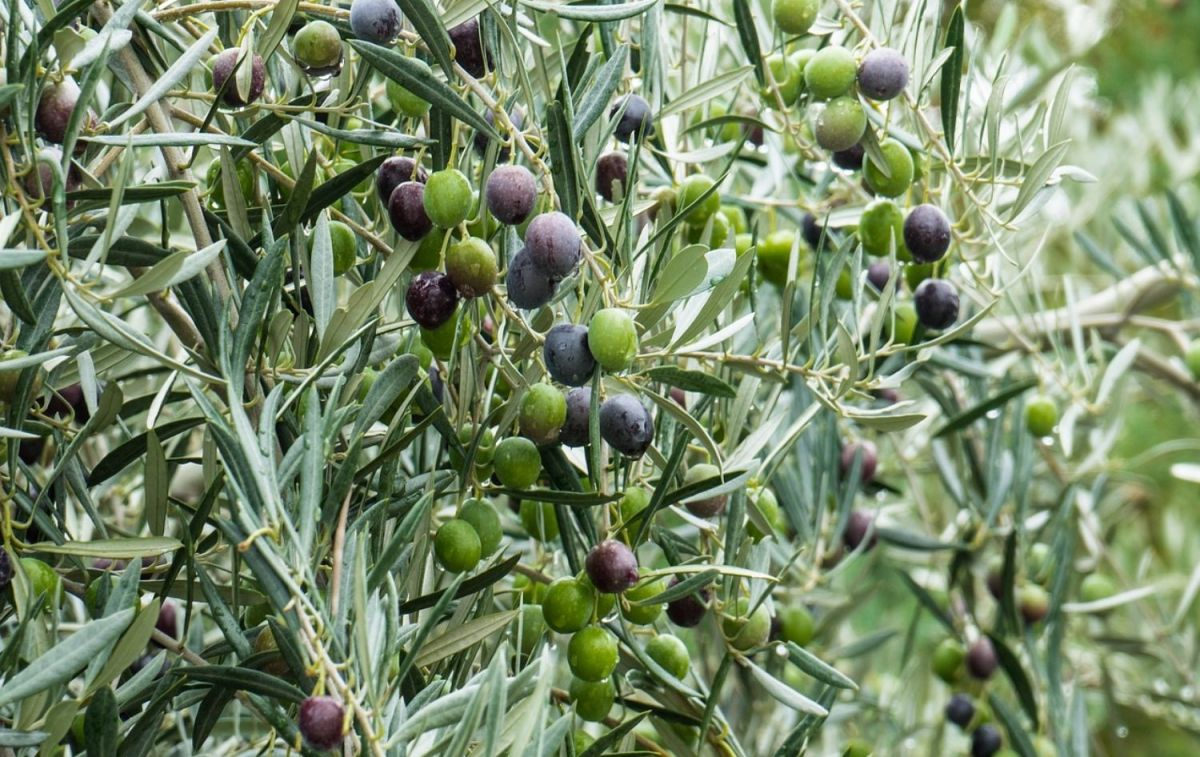 Olivas para elaborar aceite / PIXABAY Olivas para elaborar aceite / PIXABAY